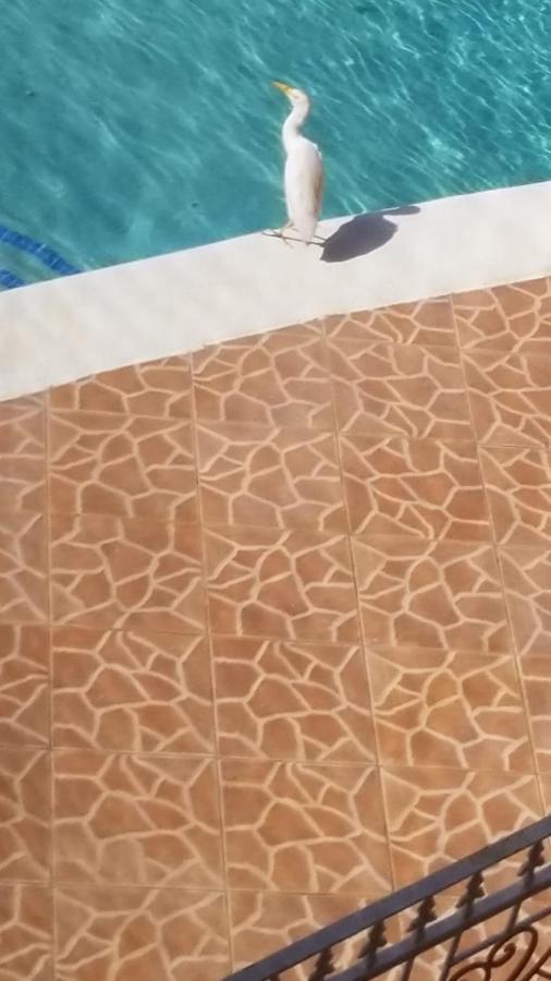 Chaudhry Holiday House Teluk Montego Bagian luar foto